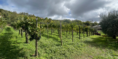 Sprzedaż doskonałych winogron AGLIANICO i MONTEPULCIANO Nadających się do