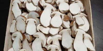 Świeże borowiki (boletus edulis). 1, 2 i 3 klasa.