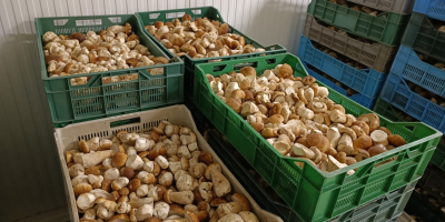 Świeże borowiki (boletus edulis). 1, 2 i 3 klasa.
