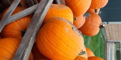 Witam posiadam dynie halloween I muscat zapraszam do kontaktu