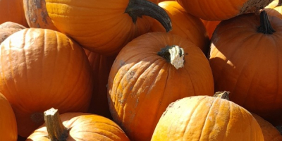 Witam posiadam dynie halloween I muscat zapraszam do kontaktu