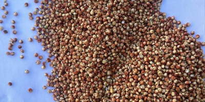 Sorgo czerwone na sprzedaż| Cena na zapytanie