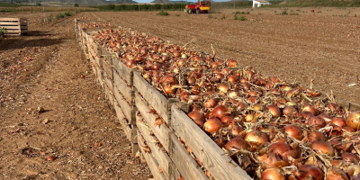 Sprzedam cebulę żółtą w rozmiarze 4 i 5