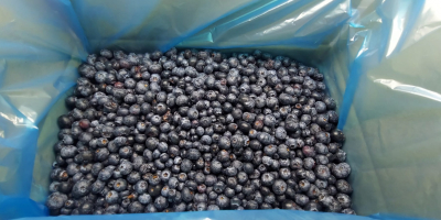 Sprzedam MROŻONĄ borówkę amerykańską. Sortowana optycznie Karton 10 kg,