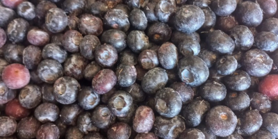 Sprzedam MROŻONĄ borówkę amerykańską. Sortowana optycznie Karton 10 kg,