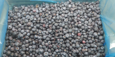 Sprzedam MROŻONĄ borówkę amerykańską. Sortowana optycznie Karton 10 kg,