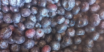 Sprzedam MROŻONĄ borówkę amerykańską. Sortowana optycznie Karton 10 kg,