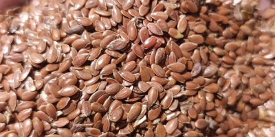 Sprzedam len brąnzowy pochodzenia Kazachstan w cenie 2450zl/t netto