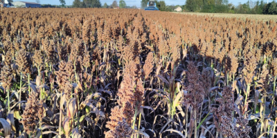 Witam do sprzedaży posiadam sorgo czerwone odmiana RAGT Belluga.