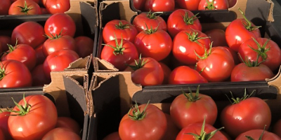 Nawiąże współpracę z sklepami / cateringami, hurtowniami na dostawę