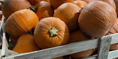 Dynia Halloween Dostępne od ręki 17 ton. Spakowana w