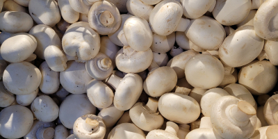 Good morning, I have a white mushroom for sale.