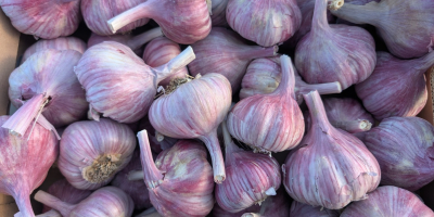 Sprzedam czosnek duże ilości,