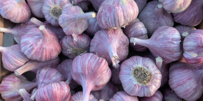 Sprzedam czosnek duże ilości,