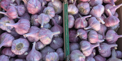 Sprzedam czosnek duże ilości,