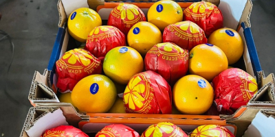 Pomarańcze Navel i Valencia Teleskopowe i z otwartym dachem,