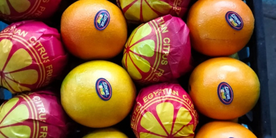 Pomarańcze Navel i Valencia Teleskopowe i z otwartym dachem,