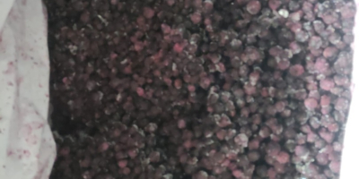 Sprzedam jagody mrożone, ilość 8000 kg, opakowanie kk 11/1