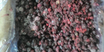 Sprzedam jagody mrożone, ilość 8000 kg, opakowanie kk 11/1