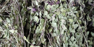 Witam oferuję państwu na sprzedaż ziele oregano suszone w