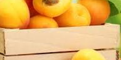Wysokiej jakości kiwi importowane z Włoch bezpośrednio od producenta.