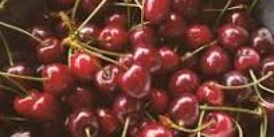 Wysokiej jakości kiwi importowane z Włoch bezpośrednio od producenta.