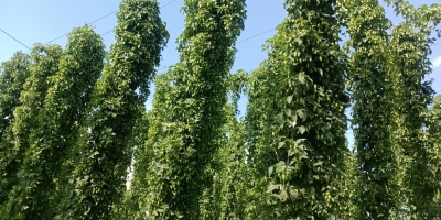 Sprzedam chmiel ,hops,( SZYSZKĘ CHMIELU) zbiór 2024r.