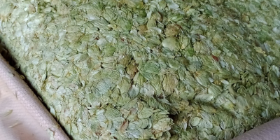 Sprzedam chmiel ,hops,( SZYSZKĘ CHMIELU) zbiór 2024r.