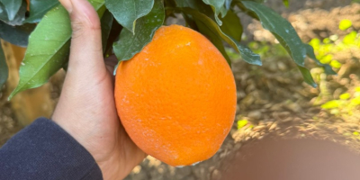 pomarańcza z maroka dostępność: odmiany navel, newhall, salustatiana i