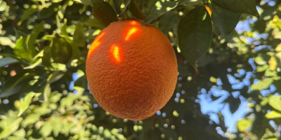 pomarańcza z maroka dostępność: odmiany navel, newhall, salustatiana i