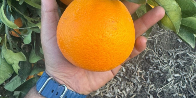 pomarańcza z maroka dostępność: odmiany navel, newhall, salustatiana i