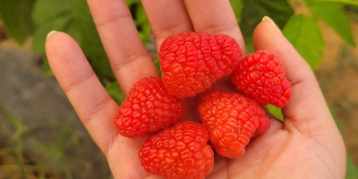 Dostępne świeże w pojemnikach 125 g i mrożone.