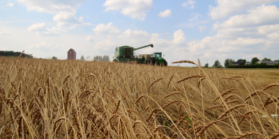 Organiczny orkisz łuskany (łuski usunięte i gotowe do zmielenia),