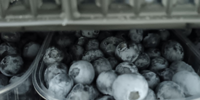 Sprzedam dużą ilość świeżych borówek. Za 6, 7 i
