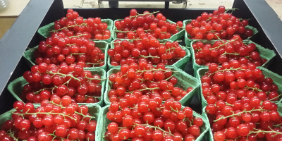 Witam , zajmujemy się produkcją malin tunelowych , porzeczki