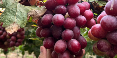 Winogrona Red Globe na eksport - Piura, Peru Oferujemy