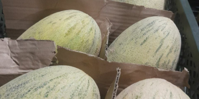 Liofilizowane owoce Truskawka - 16 USD kg Eksport na