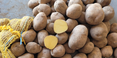 Ziemniaki jadalne odmiany Melody, Mariola, Soraya, Jurek, Bellarose, Ricarda.