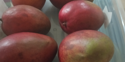 Najwyższej jakości organiczne mango, uprawiane z troską i największą