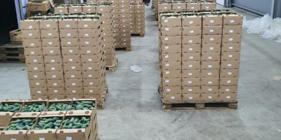 Bezpośredni dystrybutor świeżych warzyw, ogórków, pomidorów, papryki, bakłażanów. Ilości
