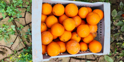 Sprzedam Pomarańcze Navel Povell Hiszpania. Jestem producentem. Pomarańcze świeżo