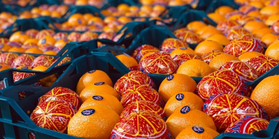 Świeża pomarańcza Valencia