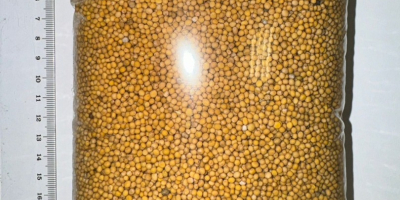 Oferujemy wysokiej jakości gorczycę o czystości 99-99,5%. Yellow mustard
