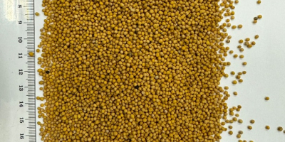 Oferujemy wysokiej jakości gorczycę o czystości 99-99,5%. Yellow mustard