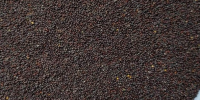 Oferujemy wysokiej jakości gorczycę o czystości 99-99,5%. Yellow mustard