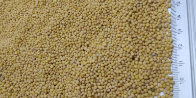 Oferujemy wysokiej jakości gorczycę o czystości 99-99,5%. Yellow mustard