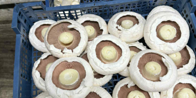 Sprzedam pieczarki białe, brązowe portobello, flat oraz boczniaki Pakujemy