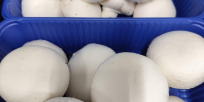 Sprzedam pieczarki białe, brązowe portobello, flat oraz boczniaki Pakujemy