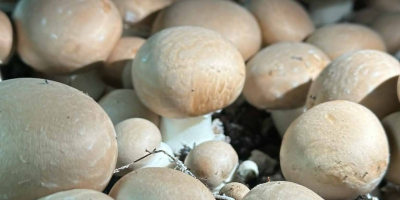 Sprzedam pieczarki białe, brązowe portobello, flat oraz boczniaki Pakujemy