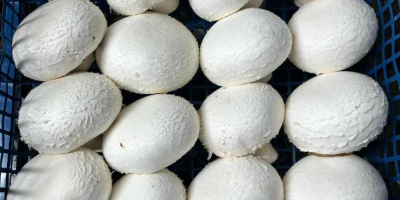 Sprzedam pieczarki białe, brązowe portobello, flat oraz boczniaki Pakujemy